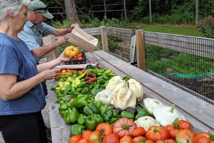 Tyler Tomatoes and Peppers